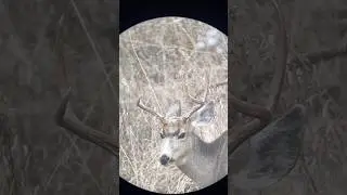 Close look at this young buck. #muledeer #wildlife #outdoors #shedhunting #hunting