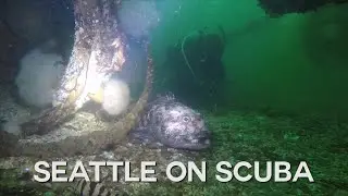 Exploring Seattle on SCUBA: Edmonds Underwater Park
