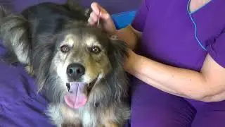 Paws for Holistic Pet Care, Marshall Virginia