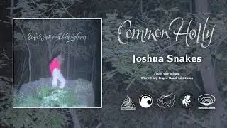Common Holly - Joshua Snakes