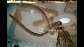 Animal Skeleton Replica for Museums