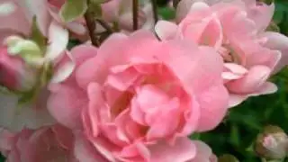 My Choice - Franz Leh&aacute;r: Wilde Rosen Walzer (Wild Roses Waltz)