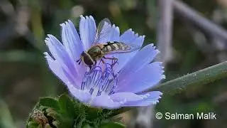 Syrphid fly Eupeodes corollae collecting nectar.