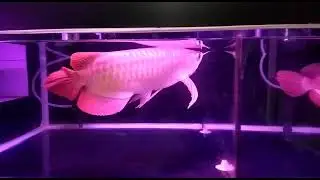 arwana superret