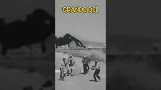 La tarantula m&aacute;s grande registrada 😳⁉️ #animales #datoscuriosos #tarantula #viral #sabiasque