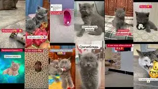 всем привет это я вы меня не узнали это же кот кошка!!!!!!!!!!!!!!!!!!!!!!!!!!!!!!!!!!!!!!!!!!!!!!!!