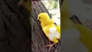 Wow hen baby funny moment | funny chicks video | coloured chicks | chicken hen cutie part 1 #shorts