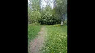 Trail hiking at Bancroft park