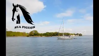 Welcome Back To 2024 With the Adventures of Sea Pigeon