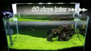 Pertumbuhan Carpet Seed Setelah Dua Bulan Dengan Media Pasir Malang