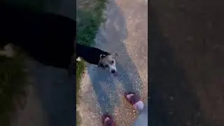 STORMY IS FAST!!! 😂🤣 #shorts #beagle #florida #rocketleague #dog #