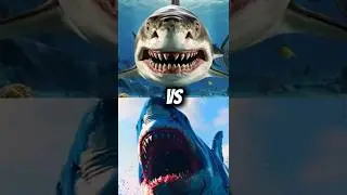 Top 5 Megalodon's DEADLIEST Battles EVER #megalodon #bloop