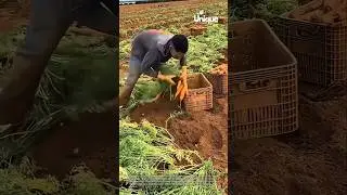 Large-scale carrot harvesting: efficient farming methods