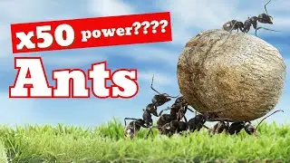 Ant Facts &ndash; Super Strength