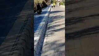 Walking a dog with a scooter🤣 #shorts