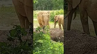 African Elephants in Alabama 🐘