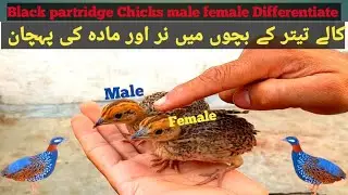 How To Differentiate Partridge Chicks Male Female | Teetar ke Bachon main Nar or Madi ki Pehchan | 
