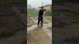 Before spring leeks sprout, do this to ensure they grow strong and robust