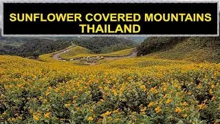 SUNFLOWER  MOUNTAINS- MAE HONG SON THAILAND