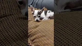 Lay your head on my pillow #huchu #chihuahuamix #cutedog #sleepydog #lazydog #dog #sweetdog #shorts
