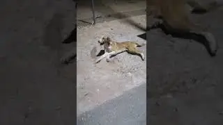 stray dog poison victim #dog
