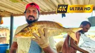 Colourful Spangled Emperor Fish Cutting | Spangled Emperor Fish Cutting Skill By Expert Fish Cutter