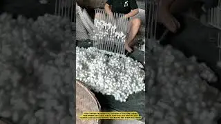 The Process of Harvesting Thousands of Silk Worm Cocoons #workprocess