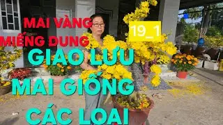 0366 048 123 MAI VÀNG MIẾNG DUNG GIAO LƯU MAI VÀNG CHƠI TẾT