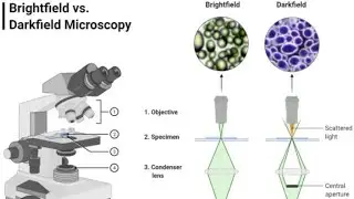 Microbiology 2nd chapter -bright field microscope and dark field microscopy #university #mbbs2ndyear