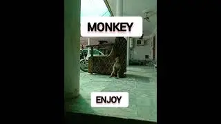 Title: Monkey Mischief: Watch This Naughty Prankster in Action! 🐒😂