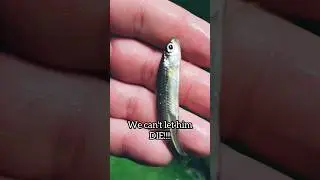 Fish CPR 3. They aren't Actually DEAD! 😱 #shorts