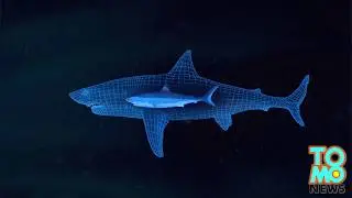 Megalodon found? Giant great white shark eaten by bigger mystery sea monster