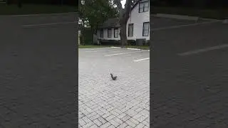 JUMP Squirrel Jump 🐿🤪#squirrel
