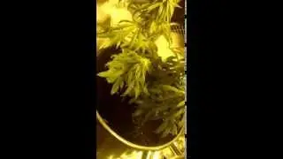 400w hps Stealth grow