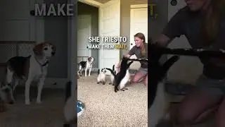 Cats can't contain their excitement over meal time 👀 👏 #shorts