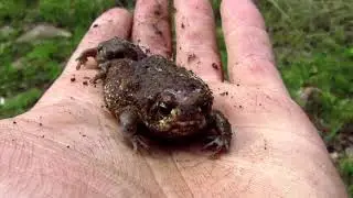 Herping Southern Africa: Epic Snakes, Frogs And Lizards.