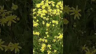 Yellow Wildflowers in Bloom 🌼💛 | Peaceful Nature Beauty