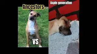 do you think they are siblings?black mouth cur#ambition#crossbred#evolution#dog#blackmouthcur#shorts