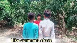 Mango garden vlog।my betul tv