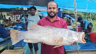 Fresh Fish Cutting Live | Big Fish Cleaning, Perfect Knife Skills & Real Market Experience