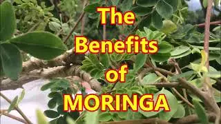 BENEFITS OF MORINGA OLEIFERA- MORINGA THE MIRACLE TREE - COUNTRY LIVING