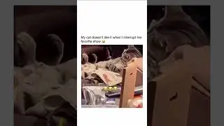 He Owns the House&hellip; and Grandma Too 😂 | Cat&rsquo;s Savage Attitude
