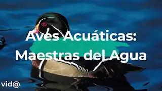 Aves Acu&aacute;ticas: Maestras del Agua #vidatv
