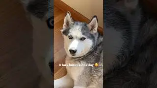 A lazy husky day&hellip;.
