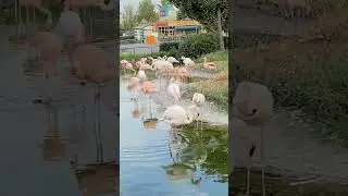 フラミンゴ Flamingo #Flamingo #フラミンゴ #japan #bird