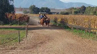 Horse-drawn carriage ride on our Colchagua Valley Wine Tour 🐴