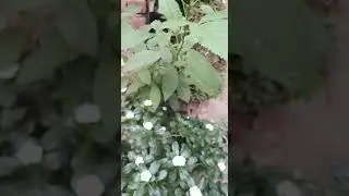 Slow Motion Plant Video  #slowmotion #slowmo #superslowmotion #shorts #short #ytshorts #rscreations