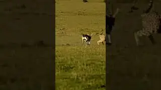 Baby Antelope Stands No Chance in High Speed Chase with Cheetah  #animals #wildlife #predatorvsprey