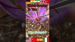✅ Which Country is The world's largest producer of saffron ?! Who Knows it ?! Comment below #saffron