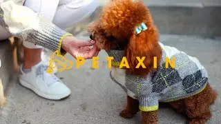 Calm | Petaxin
